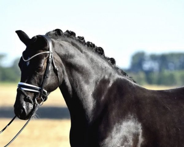 dressage horse Gravity 8 (German Riding Pony, 2016, from Schierensees Mr.nice Guy) dressage horse Gravity 8 (German Riding Pony, 2016, from Schierensees Mr.nice Guy)