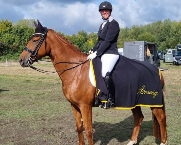 dressage horse Escolaro (Westphalian, 2015, from Escolar) dressage horse Escolaro (Westphalian, 2015, from Escolar)