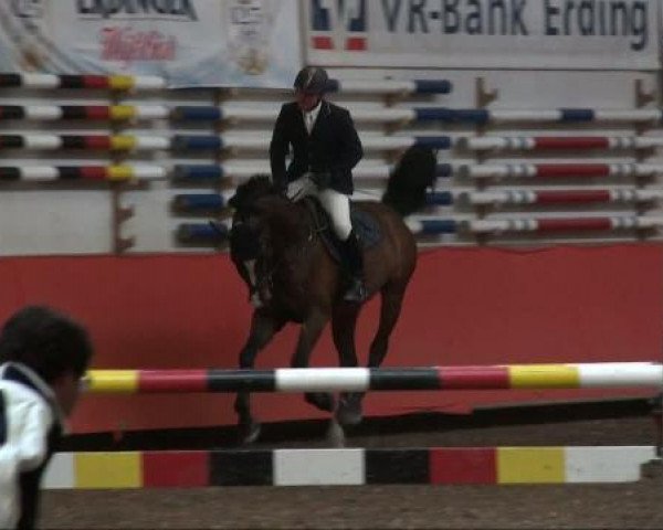 Deckhengst Lallier U (Holsteiner, 2003, von Lancer II)