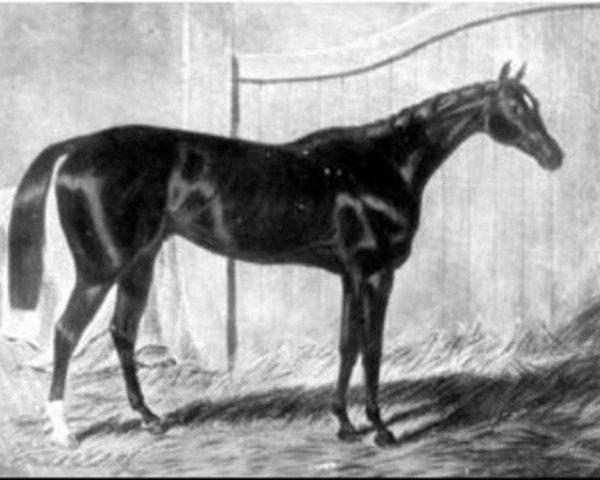 Deckhengst The Emperor xx (Englisches Vollblut, 1841, von Defence xx)