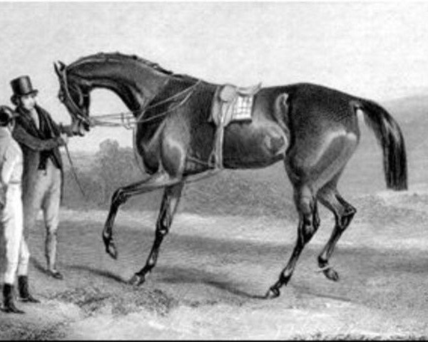 broodmare Ghuznee xx (Thoroughbred, 1838, from Pantaloon xx)