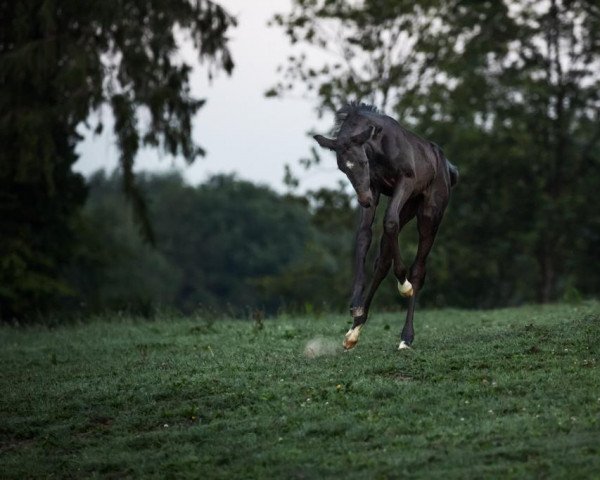 horse Dark Damon (Westphalian, 2020, from Danestos)
