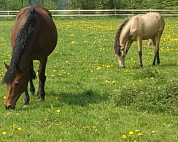 broodmare Dolores Zethajones (German Riding Pony, 1998, from Derengo)