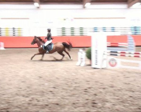 jumper Red Hot Chili Pepper 13 (KWPN (Royal Dutch Sporthorse), 2003, from Heartbreaker)
