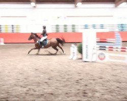 Springpferd Red Hot Chili Pepper 13 (KWPN (Niederländisches Warmblut), 2003, von Heartbreaker)