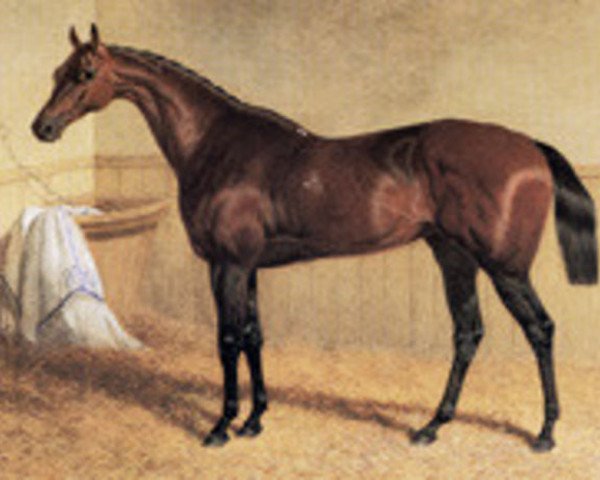 Zuchtstute Beeswing xx (Englisches Vollblut, 1833, von Doctor Syntax xx) Zuchtstute Beeswing xx (Englisches Vollblut, 1833, von Doctor Syntax xx)