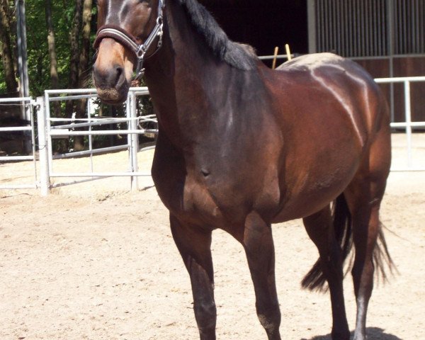 dressage horse Don Dexter (Westphalian, 2005, from Danny de Vito 2)