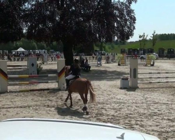 jumper Top Secret 40 (German Riding Pony, 2003, from Top Gun I)