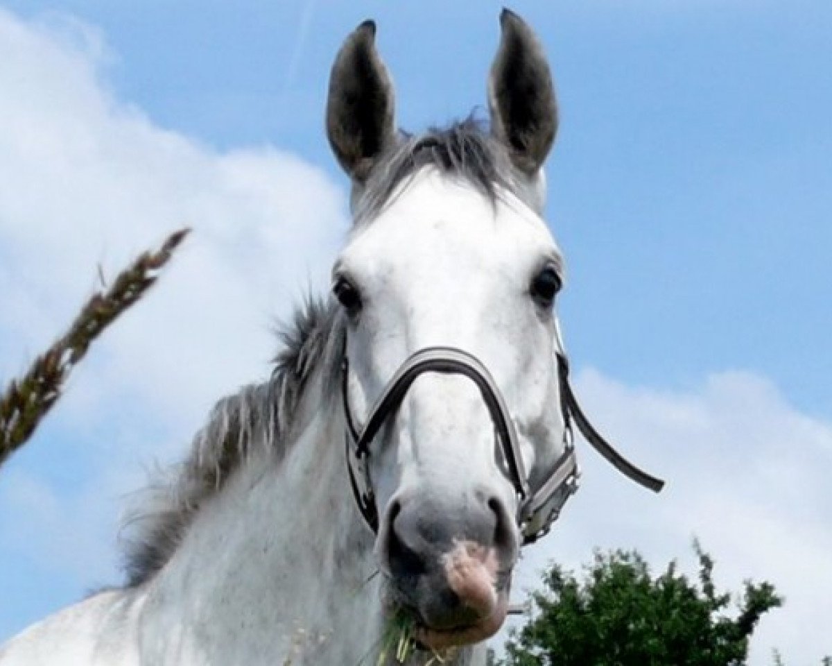 Cavallo Legolas (Sangue caldo dell'Assia, 2001, di Lucky Lionell)