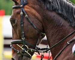 Springpferd Coradino (Holsteiner, 2005, von Contender)