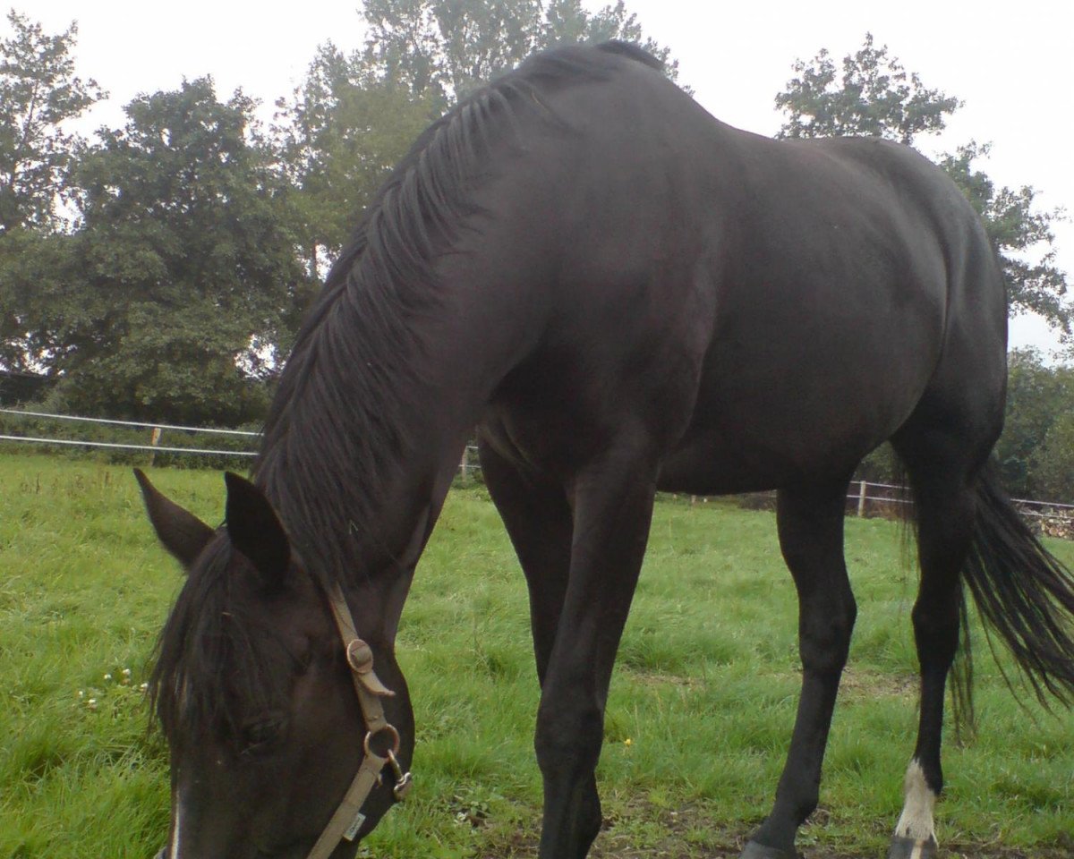 broodmare Dark Diva H (Oldenburg, 2006, from Donnerball)
