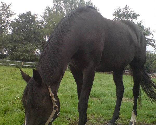 broodmare Dark Diva H (Oldenburg, 2006, from Donnerball) broodmare Dark Diva H (Oldenburg, 2006, from Donnerball)