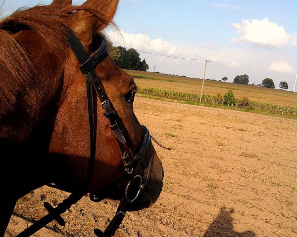 jumper Linus 112 (Hanoverian, 1995, from Landfriese I)