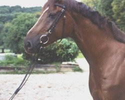horse Fiorello 110 (Westphalian, 2001, from Fiorino)