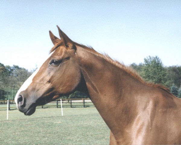 broodmare Red Fire (Westphalian, 1989, from Rivellino xx)