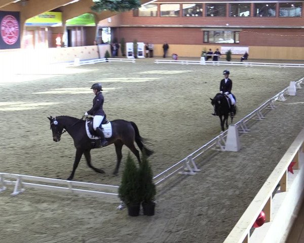 Reitturnier Paderborn 2022