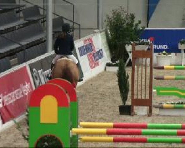 jumper Peggy (German Riding Pony, 1998, from Bünteeichen-Manolito)