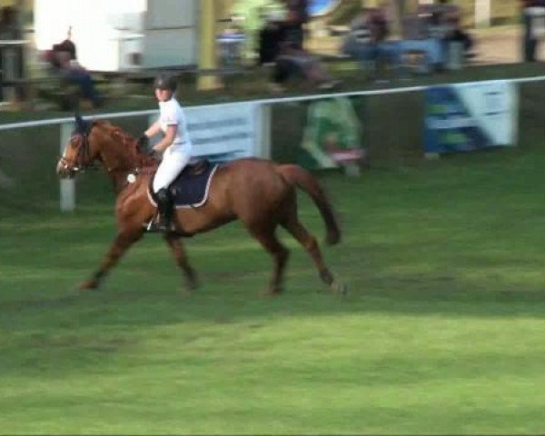 jumper Vajero (Mecklenburg, 1997, from Venu du Theil)