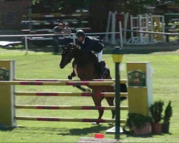 Cavallo Calippo 31 (Hannoveriano, 2004, di Contendro I)