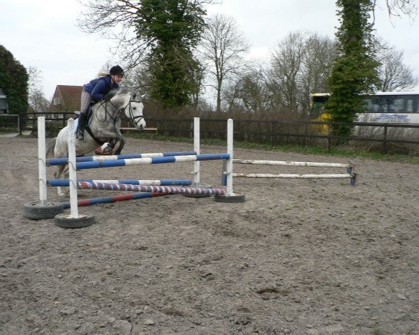 broodmare Starpower L (German Riding Pony, 2002, from Mahrdorf Titus)