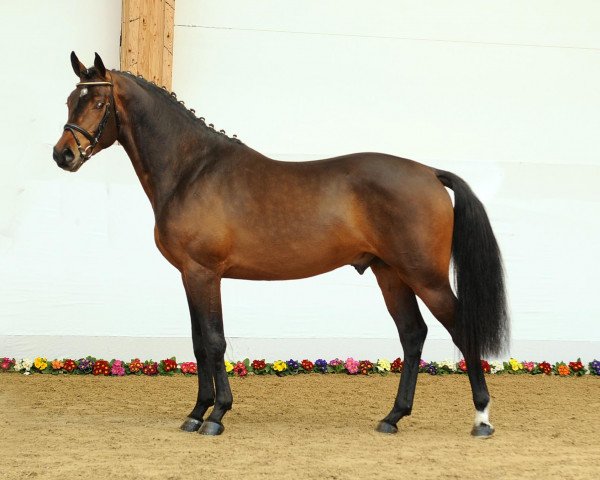 dressage horse Larry Carlton (Bavarian, 2007, from Landprinz)