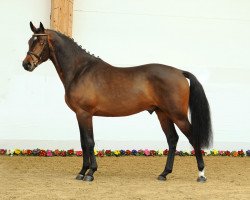 dressage horse Larry Carlton (Bavarian, 2007, from Landprinz)