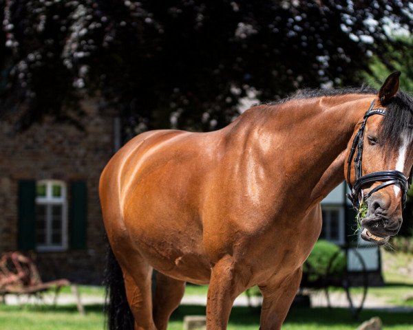 Pferd Royal Wash Drum van het Juxschoot (Belgisches Reitpony, 2013)