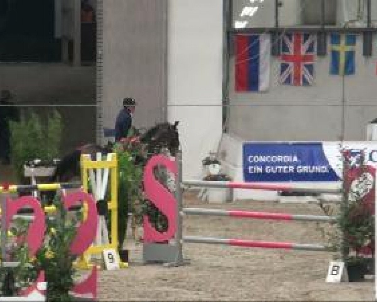 Skokan Cocopelli (Zangersheide, 1998, od Calvaro Z) - Verden 28.01.2011 
 05 Springprüfung Kl. S* 
 1. Qualifikation für Mittlere und Große Tour