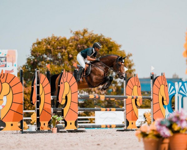 stallion Aperol van Overis Z (Zangersheide riding horse, 2014, from Air Jordan Alpha Z)