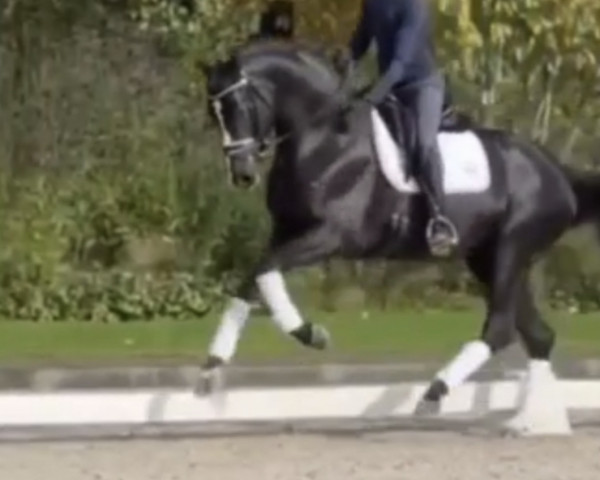 stallion Glock’s Energy (Hanoverian, 2019, from Escamillo) stallion Glock’s Energy (Hanoverian, 2019, from Escamillo)