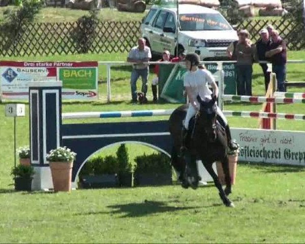 jumper Withney OK (Hanoverian, 1997, from Wanderbursch I)