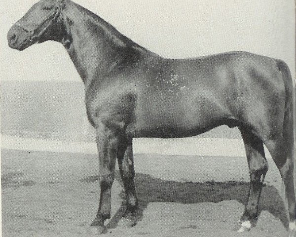 stallion Scholwin 3654 (Hanoverian, 1944, from Schwall)