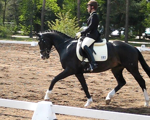 Dressurpferd Second Sancisco (Oldenburger, 2006, von Sancisco)