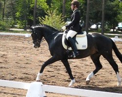 dressage horse Second Sancisco (Oldenburg, 2006, from Sancisco)