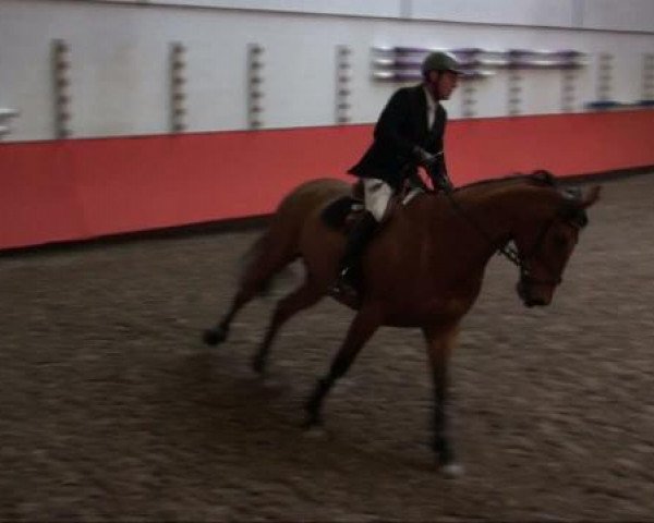 Springpferd Al Maha (Bayer, 2001, von Atego)