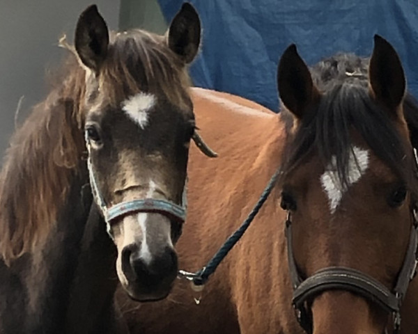 horse Double Macchiato (German Riding Pony, 2022, from Double Cream)