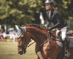 jumper Aron (German Sport Horse, 2004, from Askari)