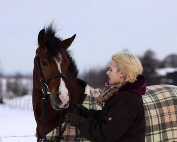 Springpferd Sue Sofie (Deutsches Reitpony, 2006, von Montego N)