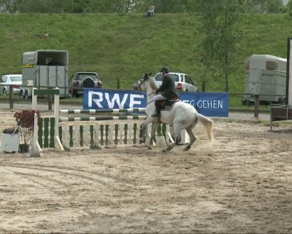 jumper Luego 5 (German Warmblood, 2000, from Lieber Boy) jumper Luego 5 (German Warmblood, 2000, from Lieber Boy)