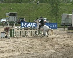 jumper Luego 5 (German Warmblood, 2000, from Lieber Boy)