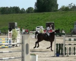 jumper GG Dacapo (Hanoverian, 1993, from Drosselklang II)
