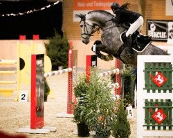 Springpferd Chasing Lights (Holsteiner, 2015, von Casall Ask)