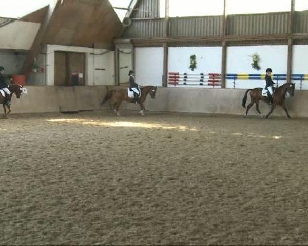 dressage horse Lorenz 71 (Rhinelander, 2004, from Laudabilis)