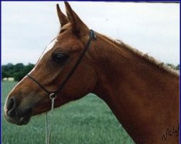 horse Minyaa ox (Arabian purebred, 1992, from Prince Egypt US ox)