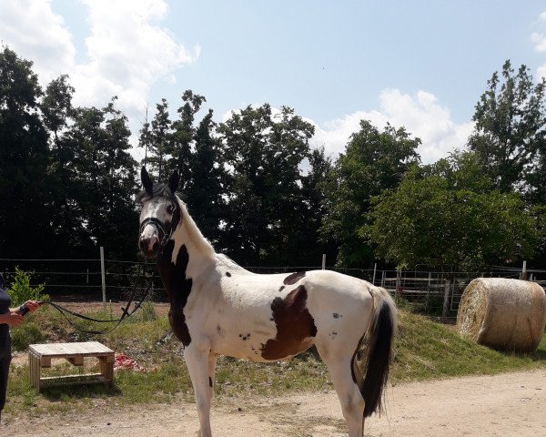 horse Rub New Edition (German Warmblood, 2018, from Nebrasco)