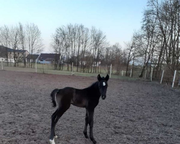 broodmare Rub Lady Cora (German Warmblood, 2022, from Cnaller VEC)