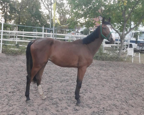 horse Rub Nobody (German Warmblood, 2020, from Nebrasco)