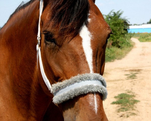 horse Saida (Westphalian, 1989, from Navigator) horse Saida (Westphalian, 1989, from Navigator)