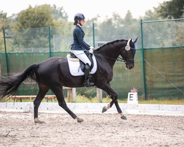 dressage horse High Fashion 5 (Hanoverian, 2014, from Heinrich Heine)