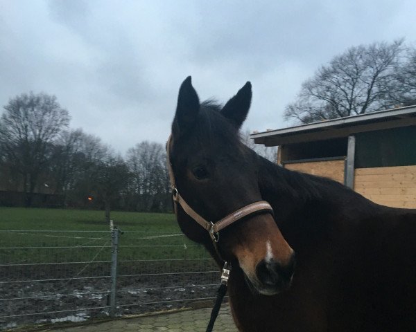 broodmare For-Classic (Hessian Warmblood, 2000, from Fulminant) broodmare For-Classic (Hessian Warmblood, 2000, from Fulminant)